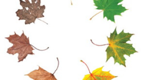 leaf.jpg