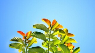 The crisis could trigger the growth of environmental tax policy
