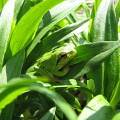 little green frog on the green grass
