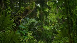 rainforest.jpeg