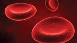 redcells.jpg