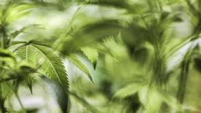 weed.jpg
