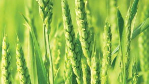 wheat.jpg