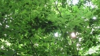 green-bonds.jpg