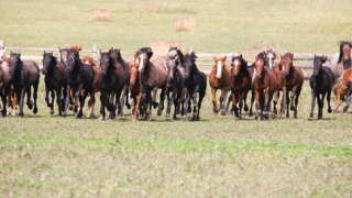 horses.jpg