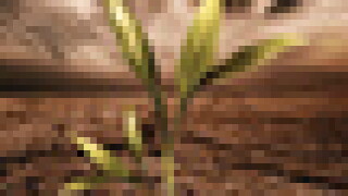 cov-puff.jpg