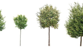 trees.jpg