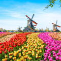 tulips.jpeg