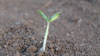 plant-259806.jpg