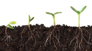 growth.jpg