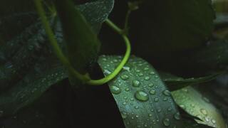 green leaf