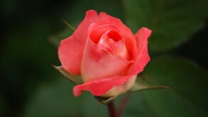 Hybrid rose