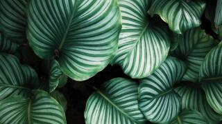 leaves.jpg