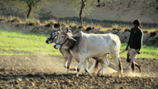 cow-tax.jpg