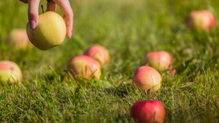 apple
