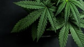 Cannabis-thumb