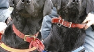 dvddogs-nov06.jpg