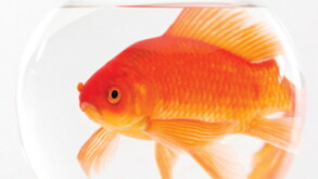 goldfish.jpg
