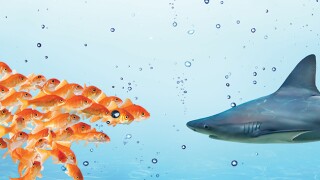 Cooperative compliance and early disclosures can keep the calm