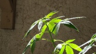 Cannabis 168