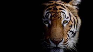 tiger.jpeg