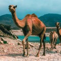 Will GCC countries work together or take separate paths to VAT?