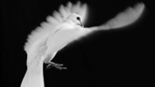 bird2.jpg