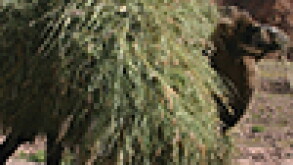 camel-thumb.jpg