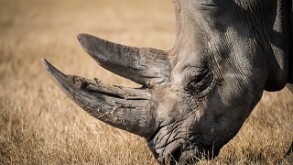 Rhino