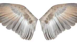 wings.jpg