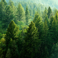 forest.png