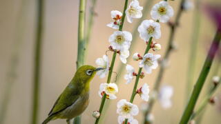 bird-6036530.jpg