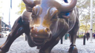 bull.jpg