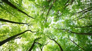 Tree canopies