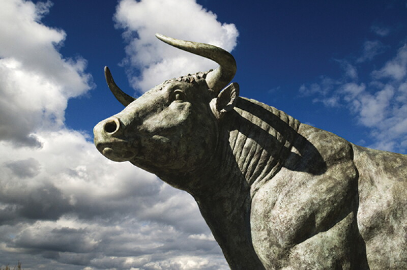 bull.jpg