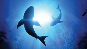 sharks.jpg