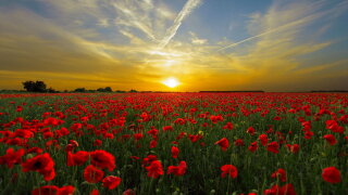 sunset-815270.jpg