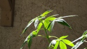 Cannabis 168