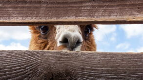 llama.jpg