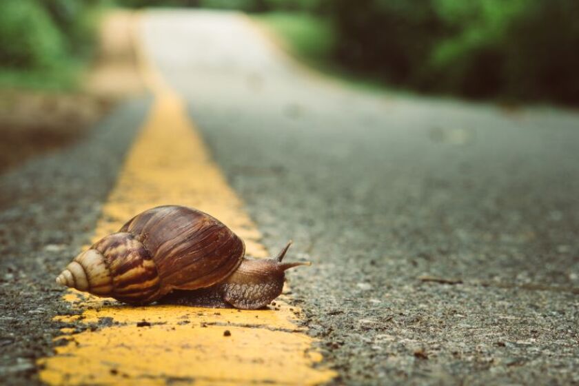 snail.jpeg