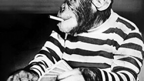 chimp.jpg