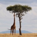 Governments will target multinationals